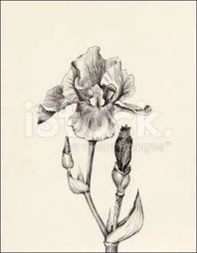 Plante parasite de certains arbres :