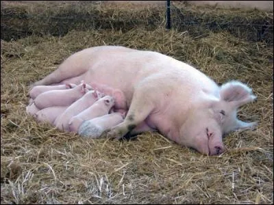 Comment s'appelle la femelle du cochon ?