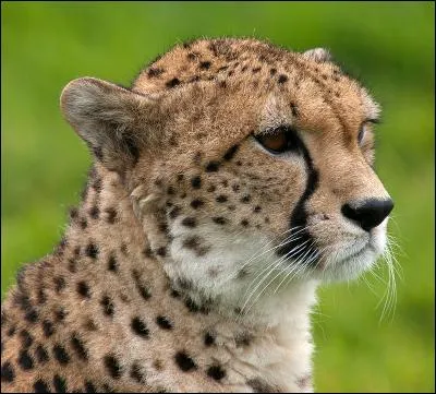 Comment s'appelle la femelle du guépard ?