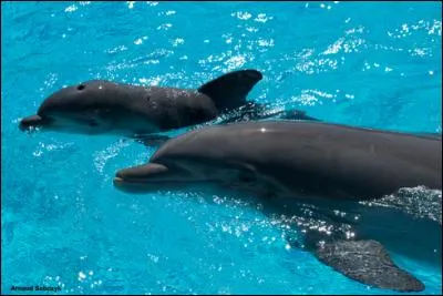 Comment s'appelle la femelle du dauphin ?