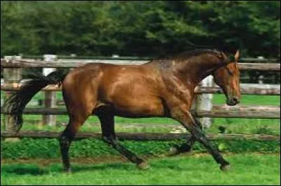 Comment s'appelle la femelle de l'étalon ?