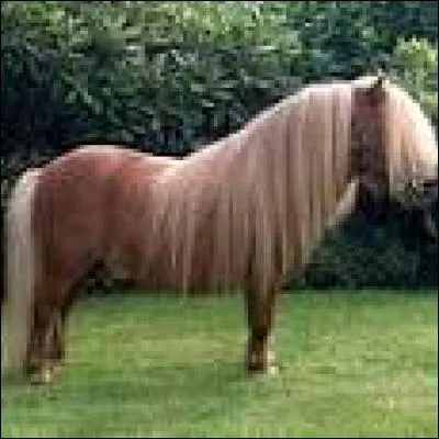 Quelle est cette race ?