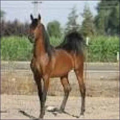 Quelle est cette race ?