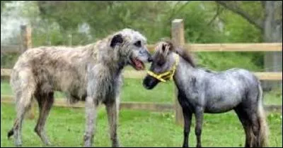 Quelle est cette race ?