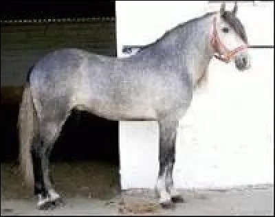 Quelle est cette race ?