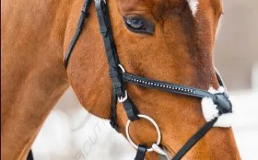 Quiz Galop 1