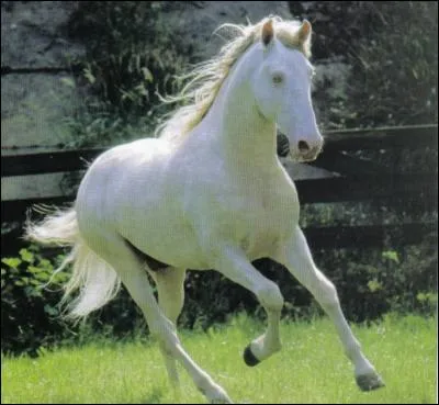 Un cheval aux poils blancs, à la peau rose et avec des yeux bleus est un cheval gris.
