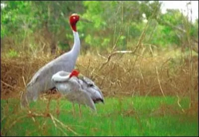 Quel pays a pour symbole sur son drapeau une grue à tête rouge ?