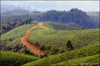 Quelle est la couleur dominante sur le drapeau du Rwanda ?
