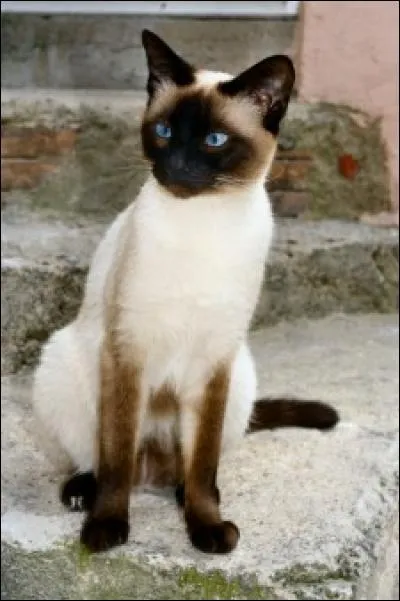 Animaux : Comment s'appelle la race de chat présentée sur la photo ?