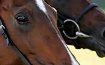 Quiz Galop 1