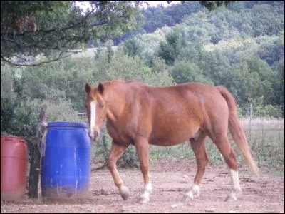 De quelle robe est ce cheval ?