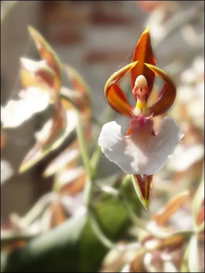 Associez une r&eacute;ponse &agrave; l'orchid&eacute;e !