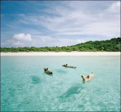 Reliez cette photo &agrave; une bataille c&eacute;l&egrave;bre !