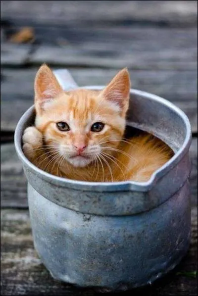 Quels os, de notre petit félin domestique, ne sont pas reliés aux autres ?