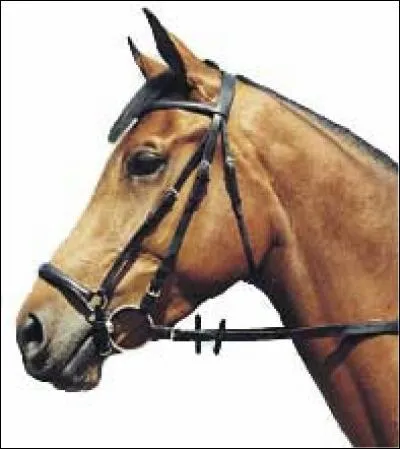 Ce cheval a une muserolle.......