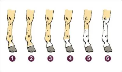 Choisissez le nom de ces quatre balzanes dans le bonne ordre ?