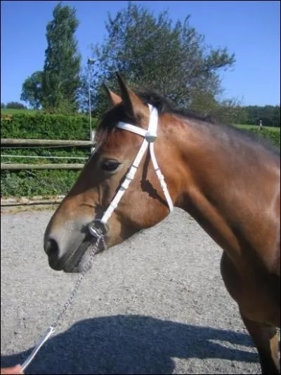 Ce filet n'a pas de...............