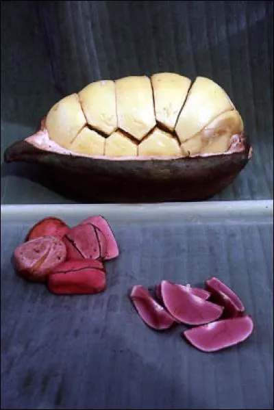 Ceci est une noix de kola. Elle fut utilisée par John Pemberton en 1885 lorsqu'il élabora le Coca-Cola.