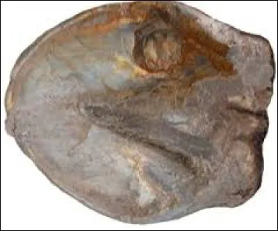 Qu'est ce comme blessure ?