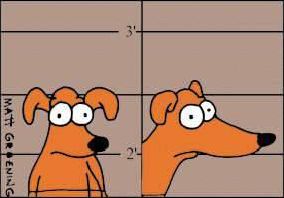 Quiz Simpson