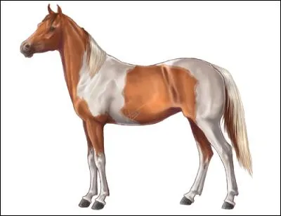 Comment appelle-t-on cette robe ?