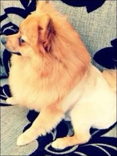 Comment s'appelle son chien ?