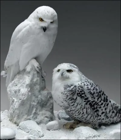 Quelle est cette espèce de chouette ?