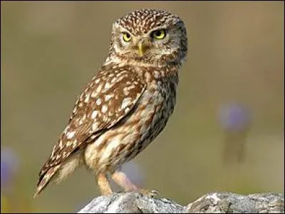 La chouette symbolisait la sagesse tout comme sa maîtresse, à quelle déesse grecque, fille de Zeus, était-elle associée ?