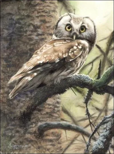 Quelle particularité possèdent les chouettes ?