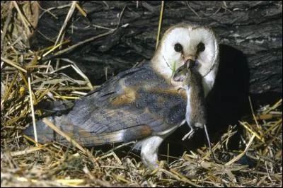 Il est temps de vous rattraper ! Je vous ai trouvé une chouette image ! Que son nom ne vous fasse pas peur, quelle est cette chouette ?