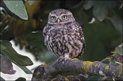 Quelle est cette chouette ?