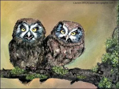 Quel cri pousse la chouette ?
