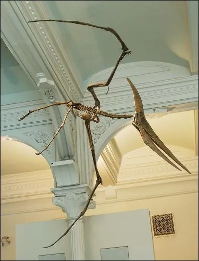 Et Pteranodon ?