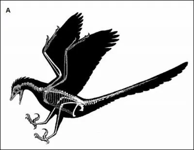 Quel dinosaure a été découvert à Madagascar ?