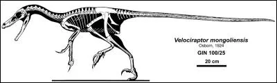 Le Velociraptor possédait-il des plumes ?