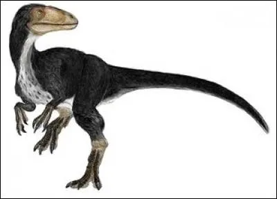 Où a-t-on découvert le Dilong paradoxus ("dragon empereur paradoxal") ?