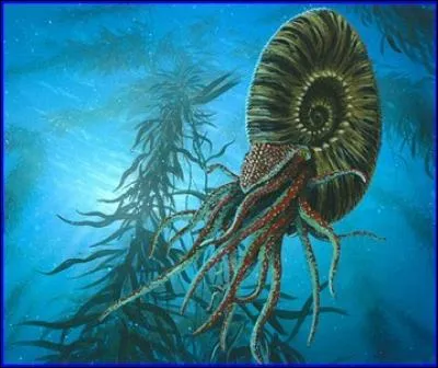 Les ammonites ont-ils tous disparu ?