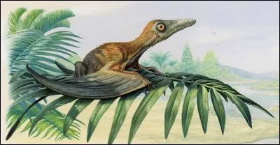 Certains ptérosaures (reptiles volants) étaient-ils poilus ?