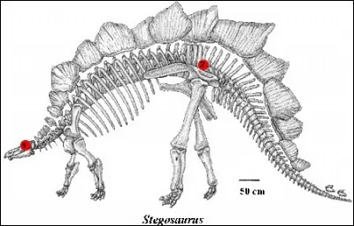 Est-il vrai que certains dinosaures avaient 2 cerveaux ?