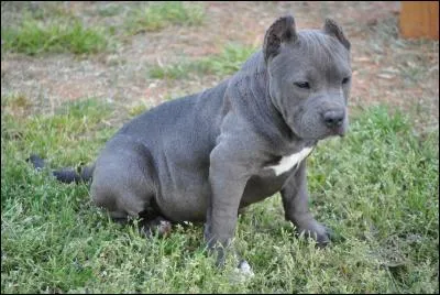 Connaissez-vous ce chien qui est pourtant bien gentil ?