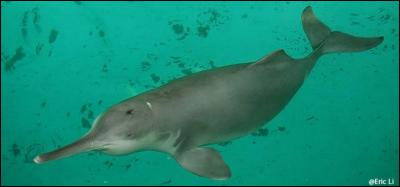 Cette espèce de dauphin vivait uniquement dans le fleuve Yangzi Jiang. Il a disparu en 2006, il s'agissait du...