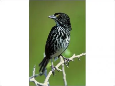 Cette espèce d'oiseau a été vu pour la dernière fois en 1987, il s'agissait du...