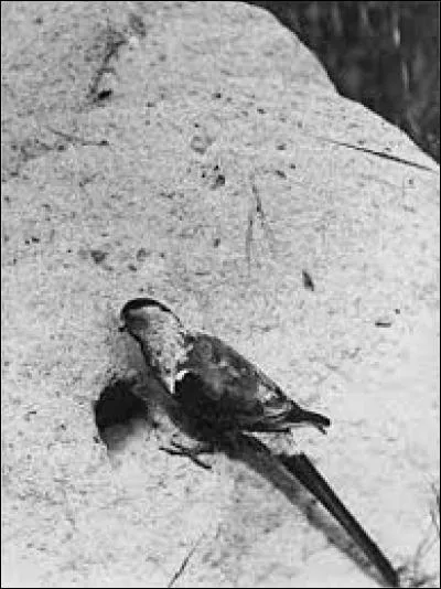 C'était un oiseau qui vivait en Australie, il a été vu pour la dernière fois en 1927, il s'agissait de...