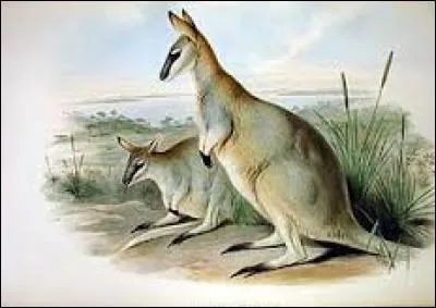 Cette espèce de wallaby vivait en Australie, le dernier individu meurt en captivité en 1939, il s'agissait du...