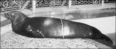 Cette espèce de phoque a disparu en 1950, il s'agissait du...