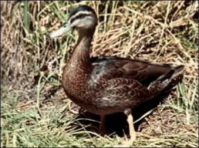 Cette espèce de canard a été observé pour la dernière fois en 1979, il s'agissait du...