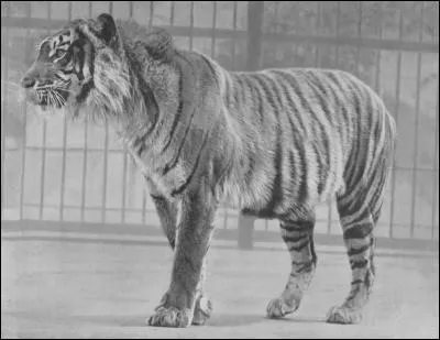 Cette espèce de tigre vivait sur une île d'Indonésie et il est déclaré officiellement éteint en 1994, il s'agissait du...