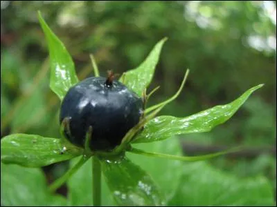 Une seule de ces baies est bleue :