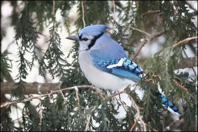 Lequel de ces oiseaux ne peut pas être bleu ?